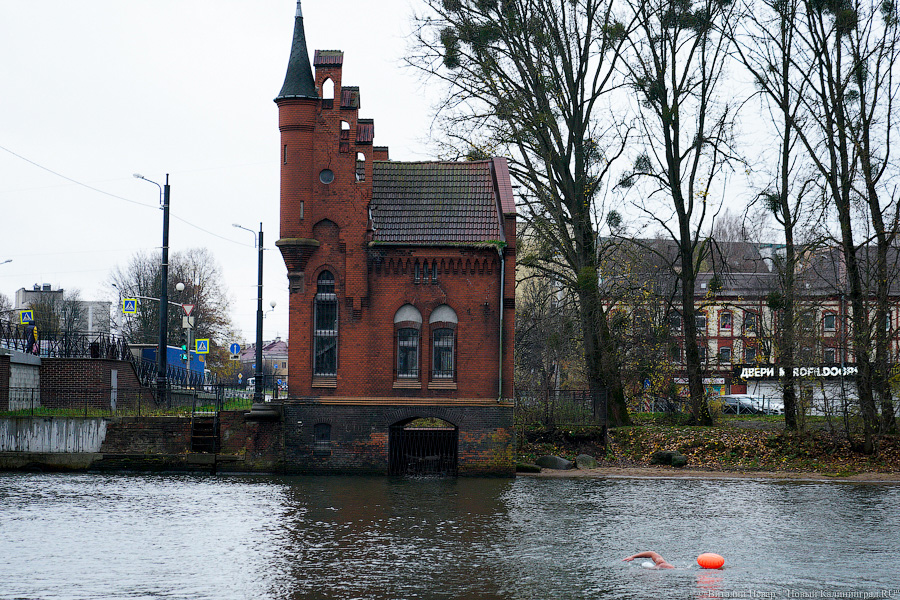 День моржа: как пловцы пытались защитить экосистему Преголи (фото)