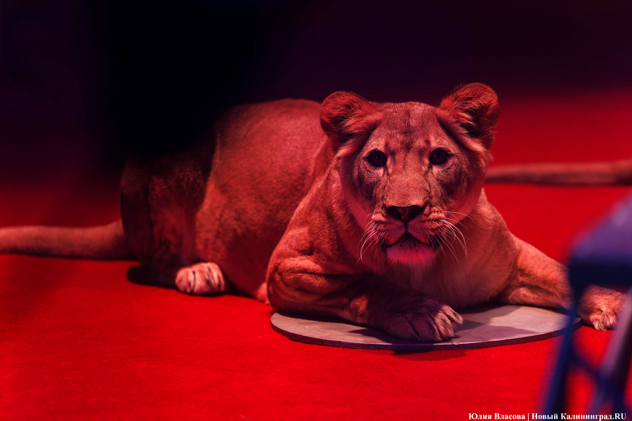 Цирк, дрессировщик и львы: в Калининграде проходят съемки фильма «Встань и иди» (фото)