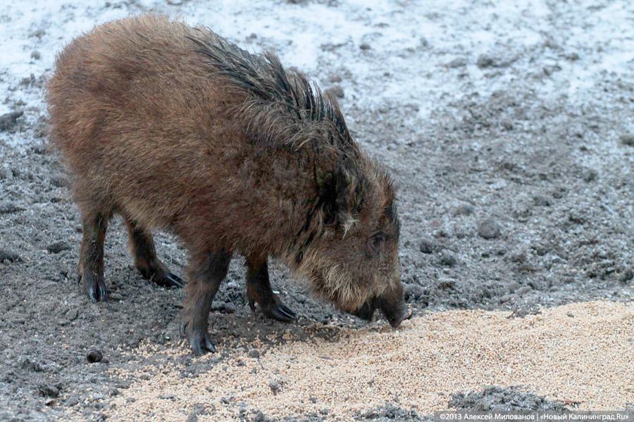 «Со свиным рылом»: как кормят кабанов на Куршской косе