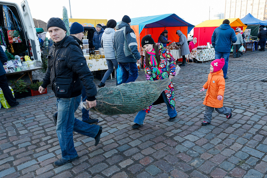 Губернаторский распил: как Алиханов ёлку выбирал