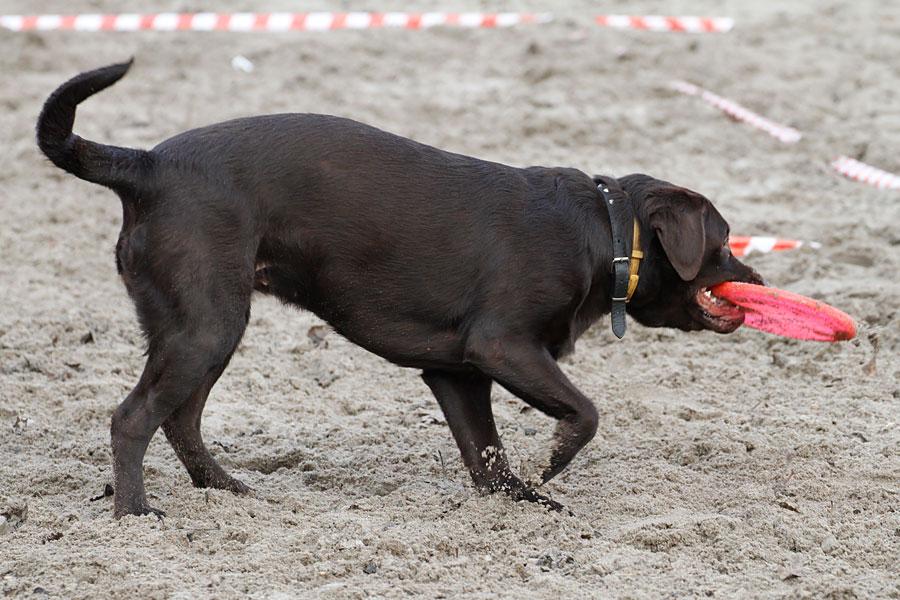 «Главные по тарелочкам»: фоторепортаж с соревнований по дог-фрисби