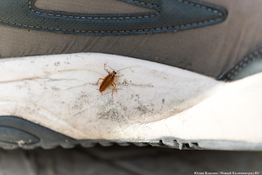 «Стихией управлять не научились»: как глава Минприроды РФ понюхал воздух в Круглово (фото)