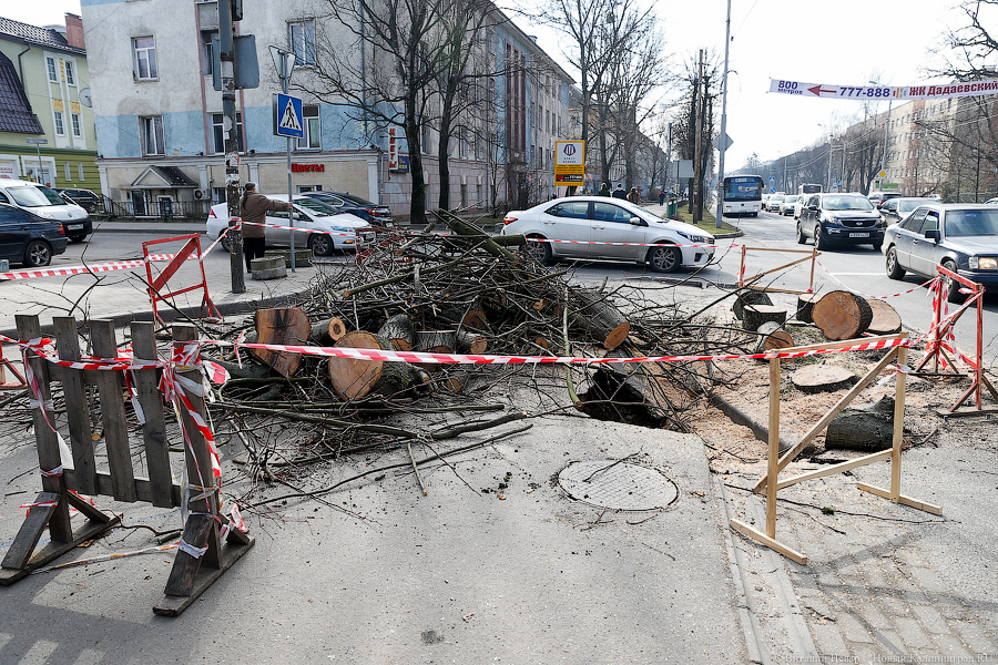 На улице Невского провалился тротуар — и в провал рухнуло дерево (фото)