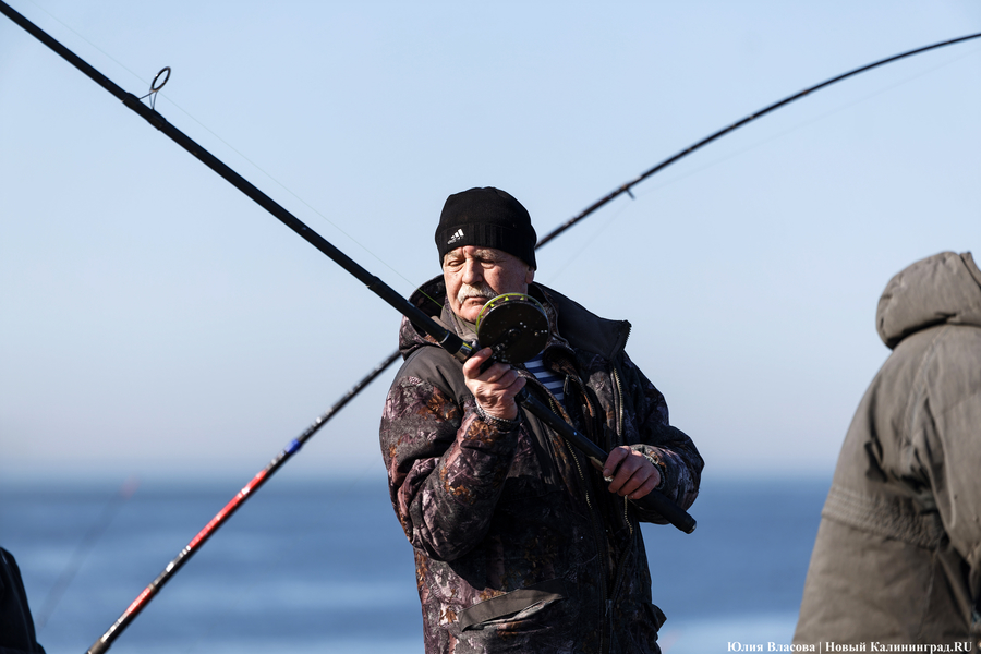 По несколько рыбин за раз: в Балтийске начался массовый лов салаки