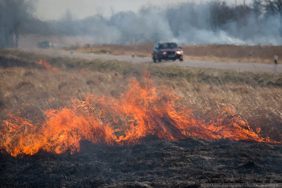475 гектаров: в Калининградской области начался сезон палов травы (видео)