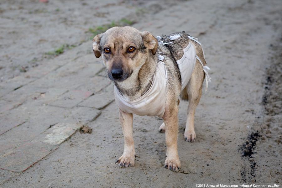 Куратор передержки для бездомных животных: «Они становятся как родные»