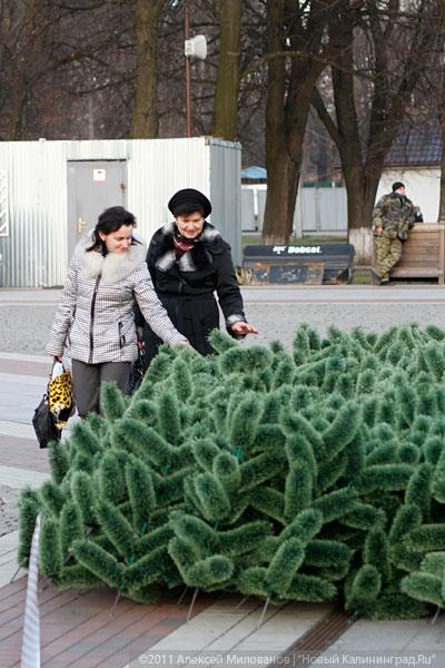 "Много на ёлочке шариков цветных": фоторепортаж "Нового Калининграда.Ru"