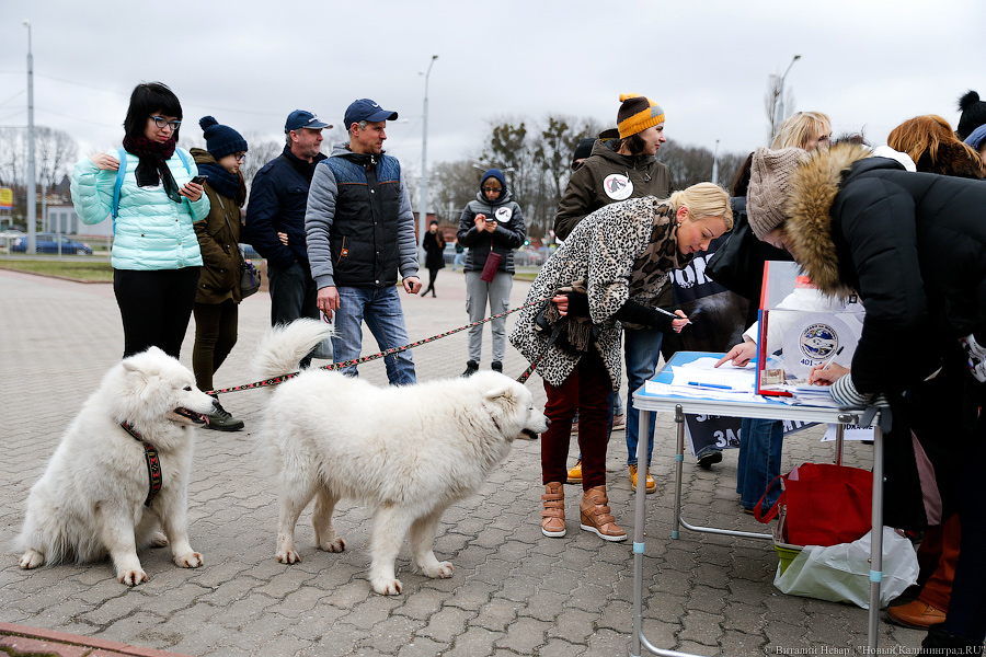 Вместе против живодеров: в Калининграде митинговали в защиту животных