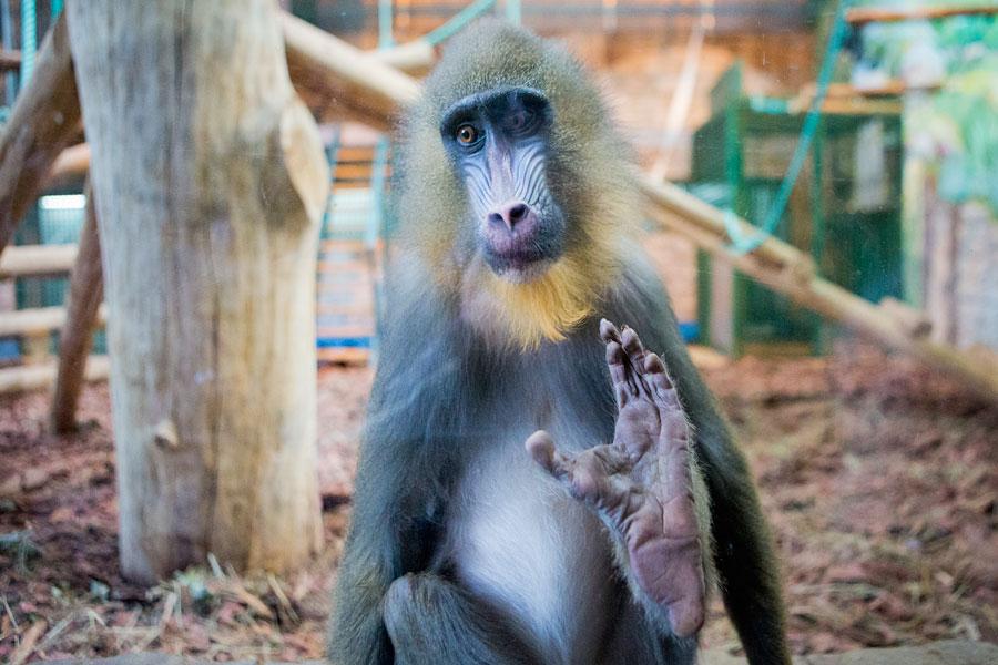12 обезьян: чего стоит ждать от 2016 года калининградцам
