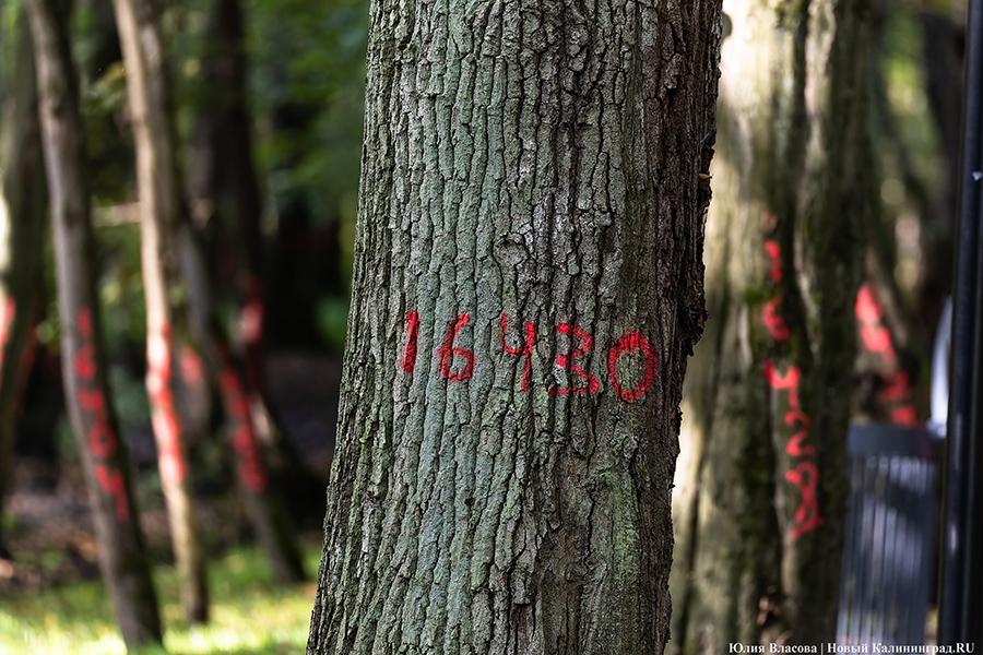 В парках Калининграда решили отказаться от нумерования деревьев краской