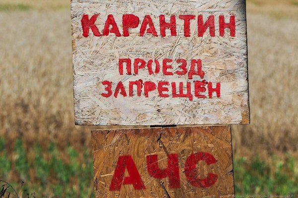 На территории охотничьего клуба в Багратионовском округе выявили очаг АЧС