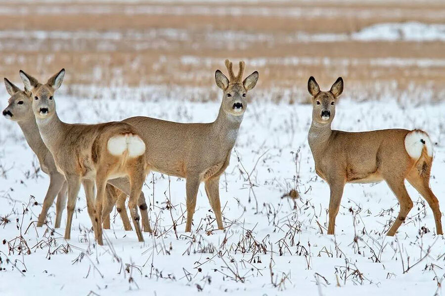 В регионе переносят работы по учету диких животных из-за холодов