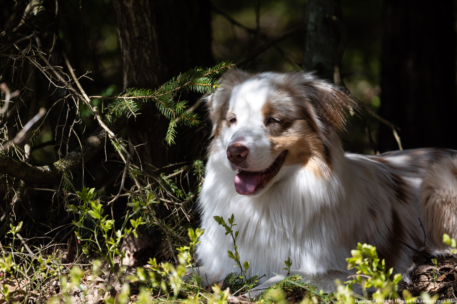 Совсем не Джек Лондон: как калининградцы с питомцами соревновались в ездовом спорте (фото)
