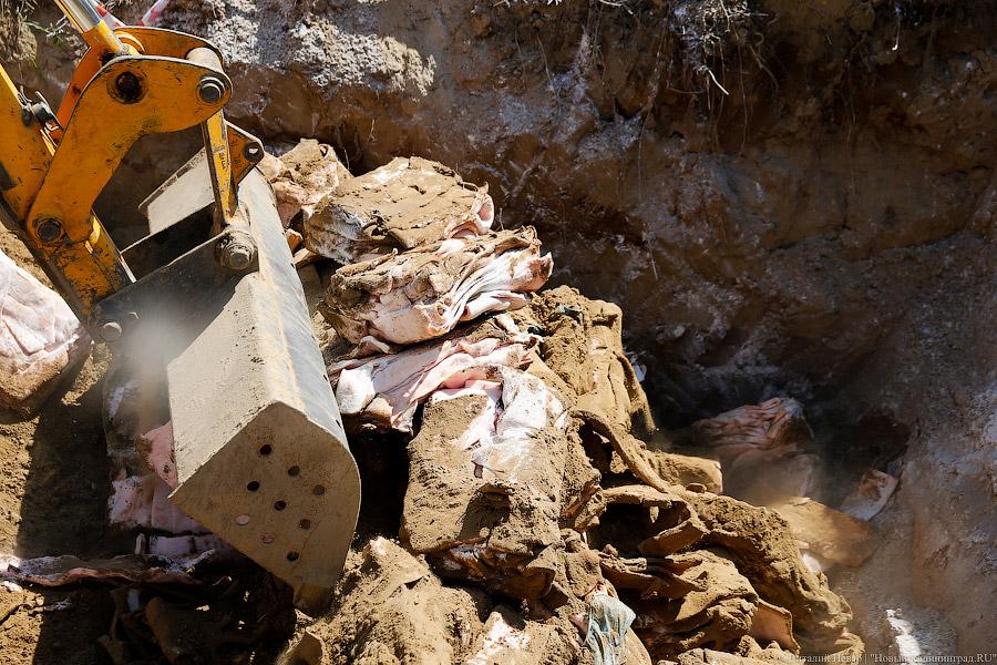 Похороны сала: как под Калининградом санкционную еду уничтожали