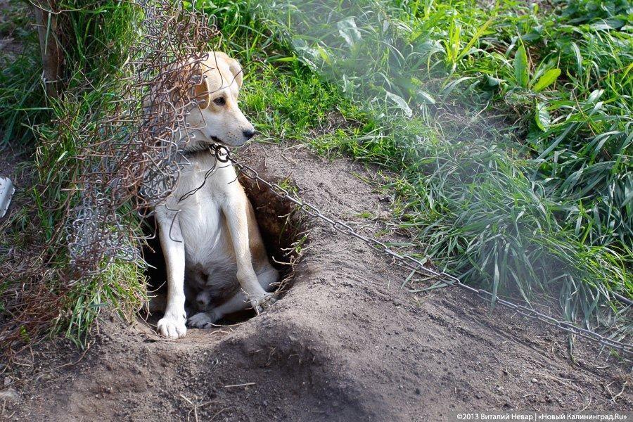 Естественный отбор: что творится за забором Службы защиты животных (фото)