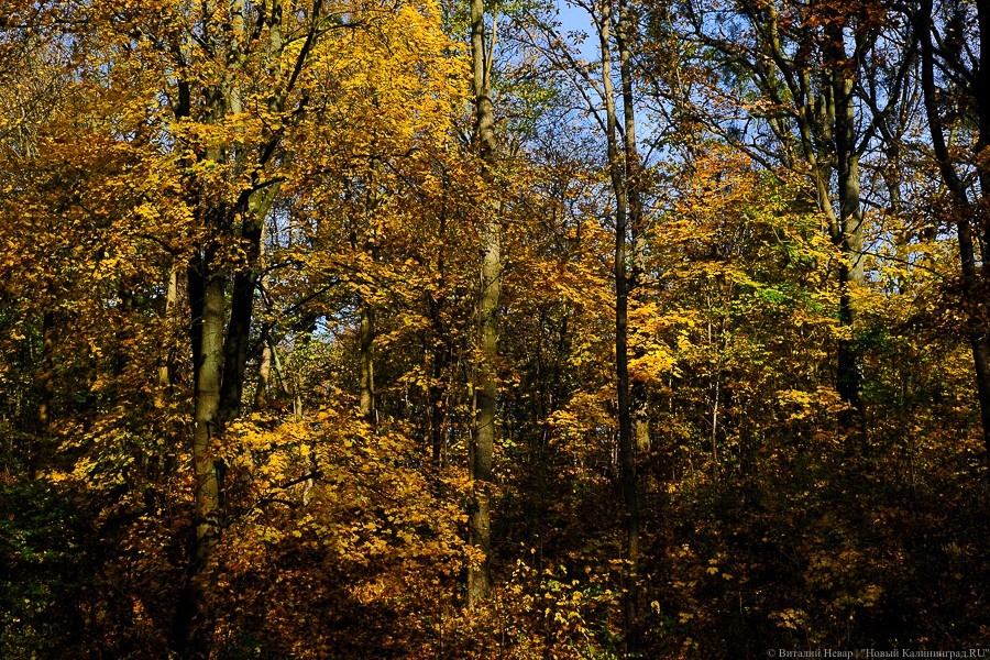Для строительства корпуса детсада на Гагарина придется вырубить здоровые деревья