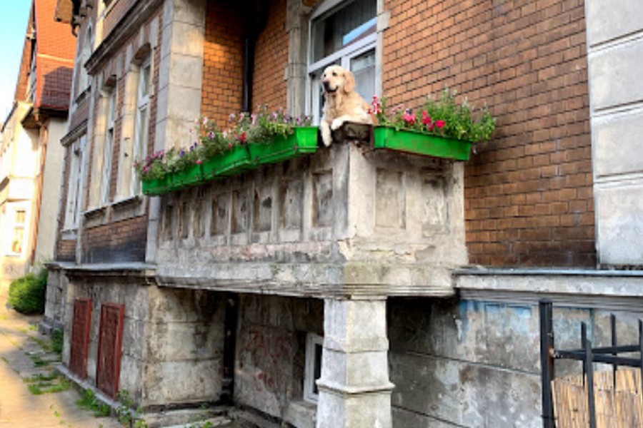 Золотистый ретривер на балконе стал главной достопримечательностью Гданьска в картах Google (фото)