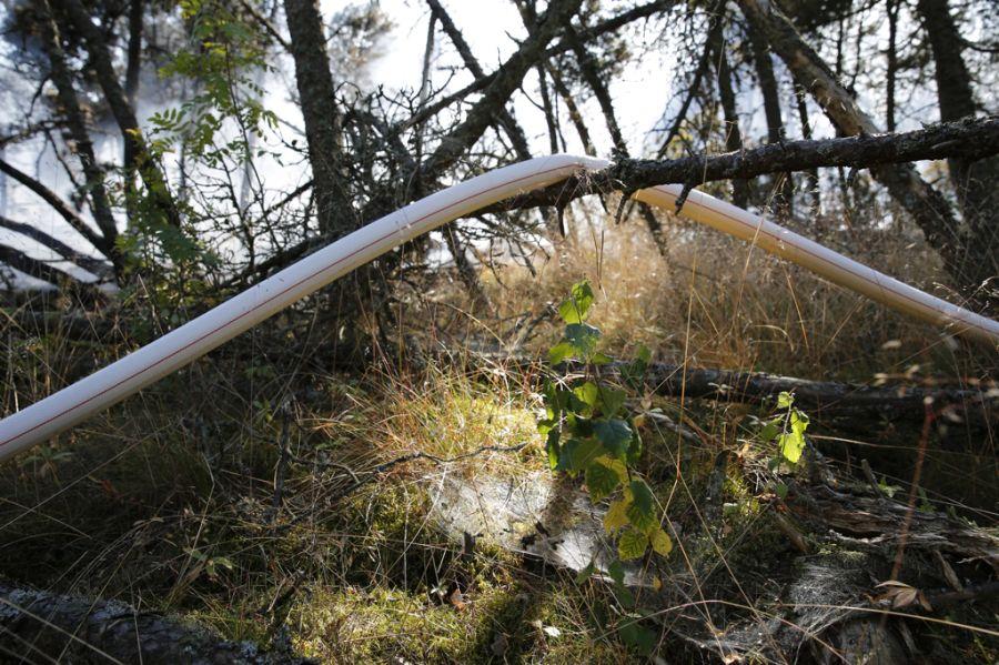 Пожар на дюне Эфа: возгорание на Куршской косе тушили вертолёты