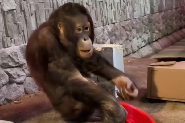 В зоопарке рассказали, кто из животных получил первые новогодние подарки (видео)