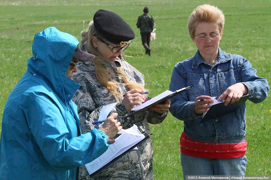 «На новом уровне»: соревнования по курсингу среди борзых собак