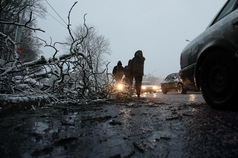 В Калининграде упавшее во время урагана дерево заблокировало движение по ул. Невского (фото)  
