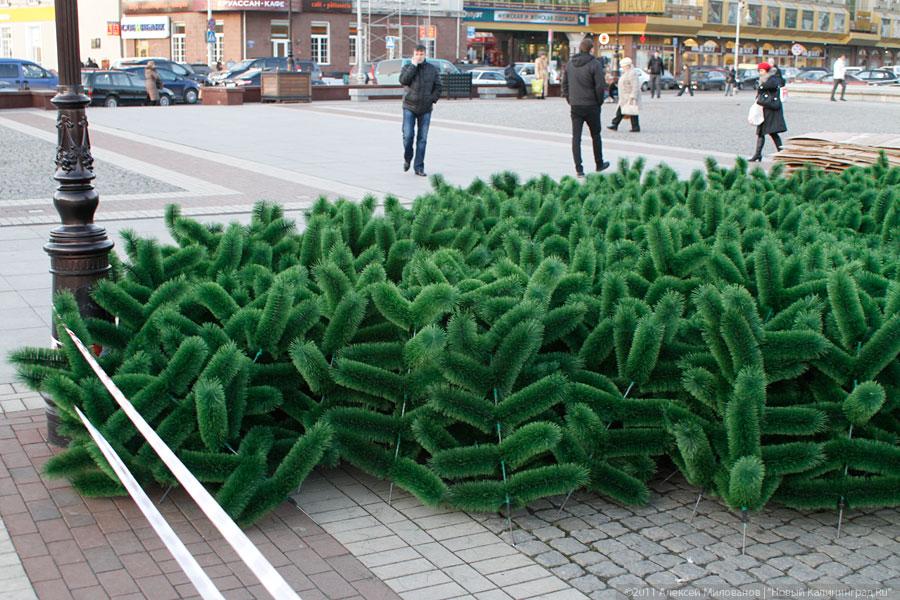 "Много на ёлочке шариков цветных": фоторепортаж "Нового Калининграда.Ru"