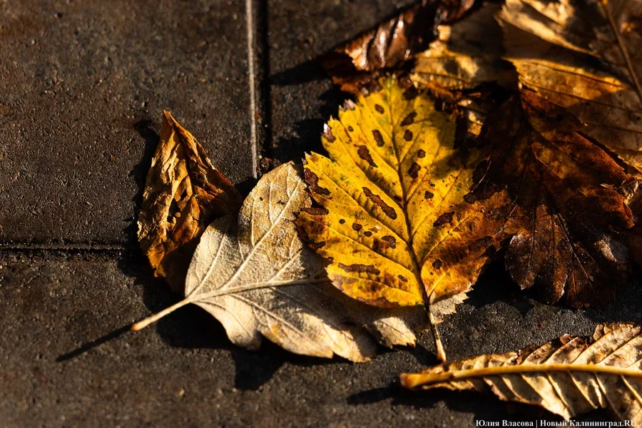 Погода в Калининградской области 6 ноября