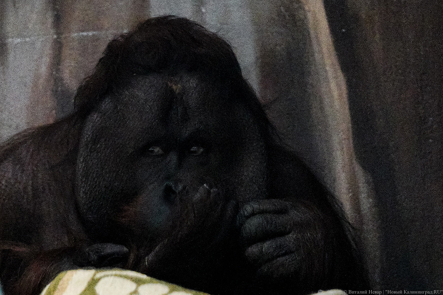 Принц Датский: как орангутан Антон обустроился в Калининградском зоопарке (фото)