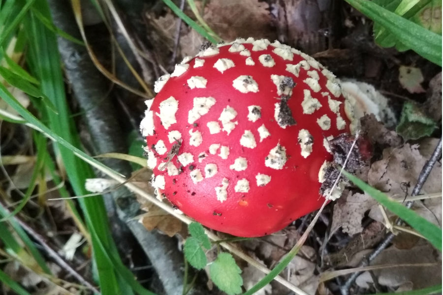 Осторожно — грибы: из-за чего травятся калининградцы и что нужно делать