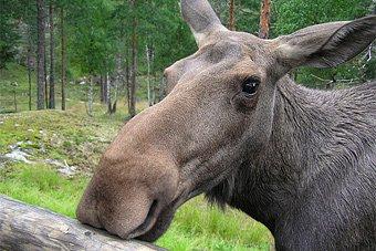 «Дженерал Сателайт» хочет открыть в Гусеве зоосад, где можно погладить животных