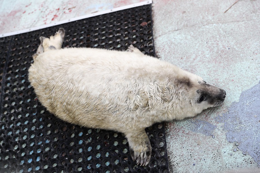 Килькино потомство: как живут тюленята в зоопарке Калининграда (фото)