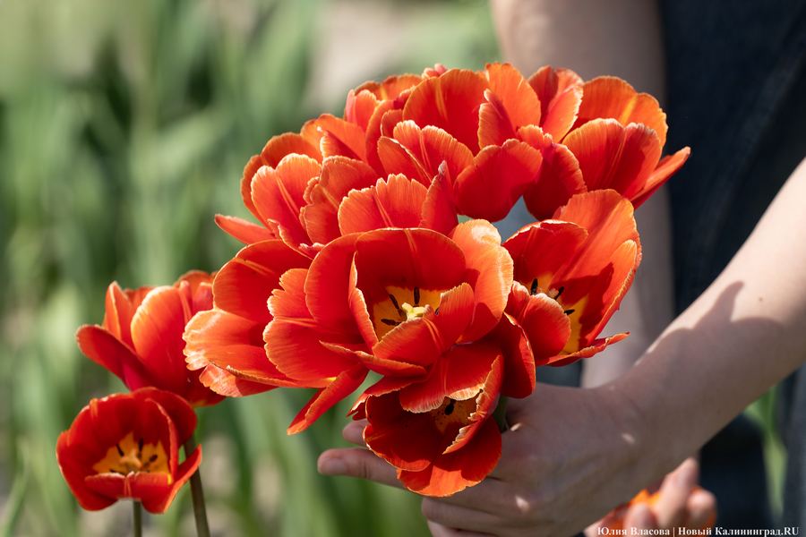 В Калинково открыли для посетителей тюльпановое поле (фото)