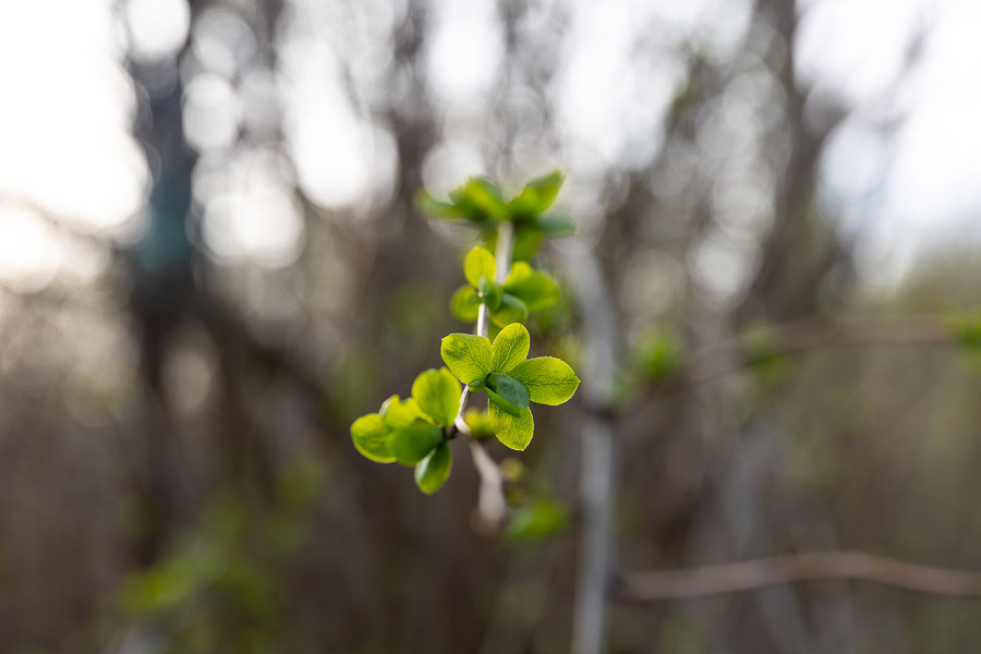 Весна в городе: посмотрите, как зацвёл Ботанический сад (фото)