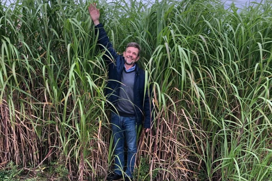 Дыханов: мискантус не станет таким инвазивным видом, как борщевик (фото)