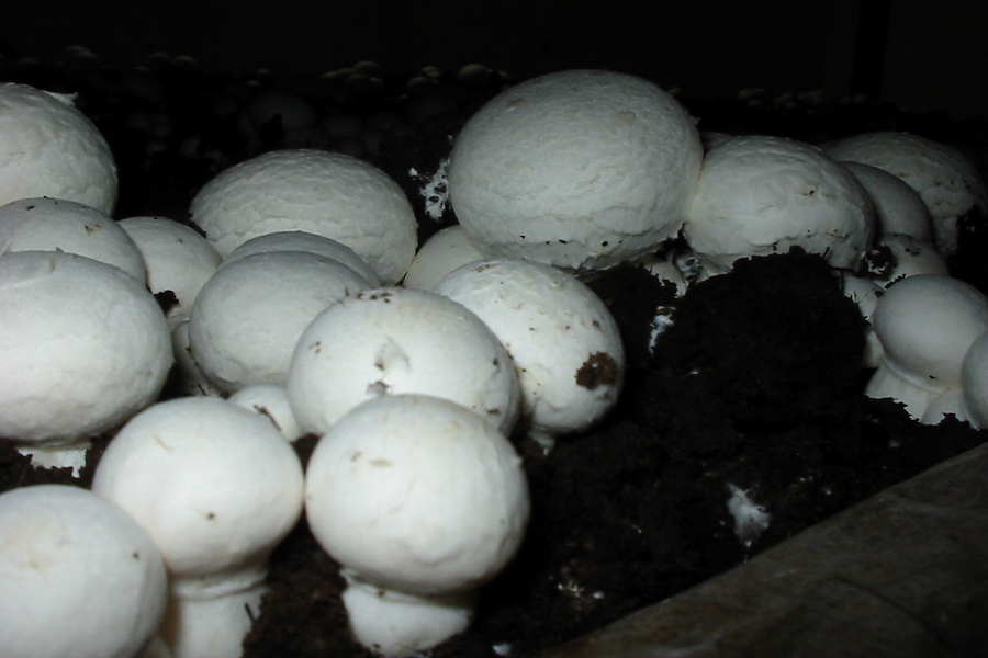 В правительстве Калининградской области объяснили, почему подорожали местные шампиньоны