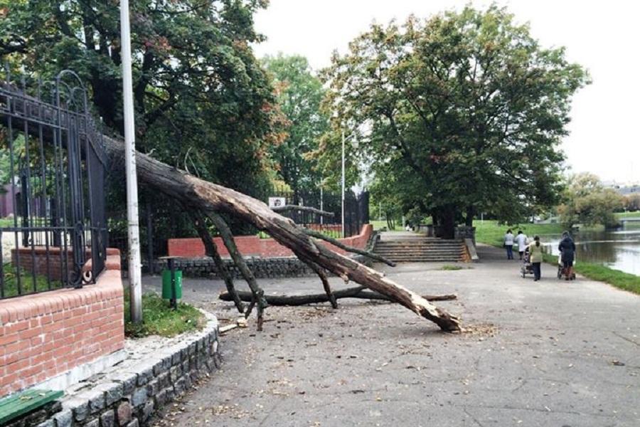 Признак стабильности: с Нижнего озера 8 дней не могли вывезти упавшее дерево 