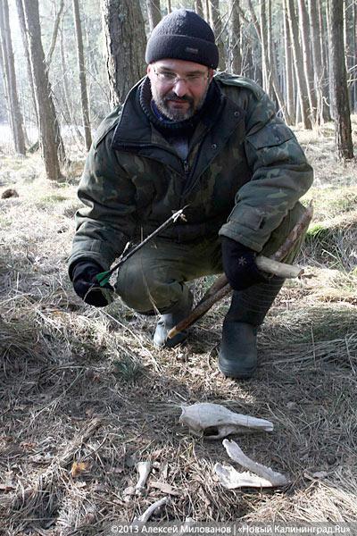 «Всех посчитали»: как происходит подсчёт диких животных на Куршской косе