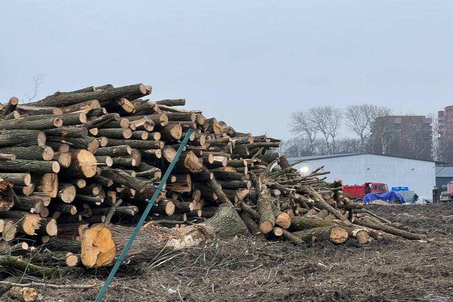 Штабеля и пустырь: на ул. Невского закончилась вырубка для будущего кампуса БФУ (фото)