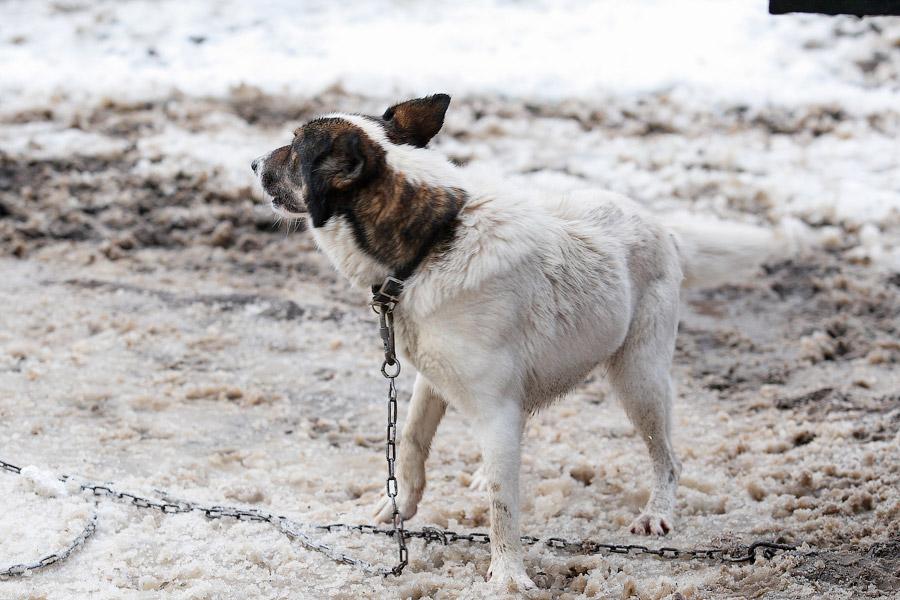 «Некуда девать»: как выглядит изнутри приют для бездомных животных