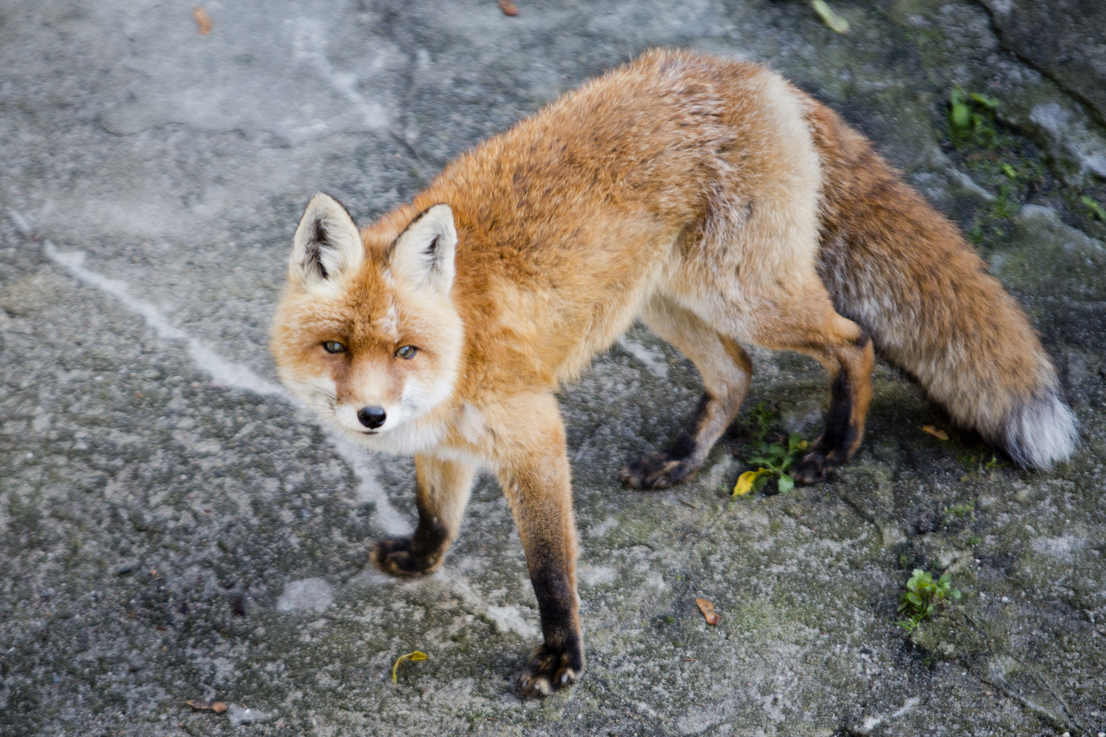 На Куршской косе начали штрафовать посетителей за кормление диких животных