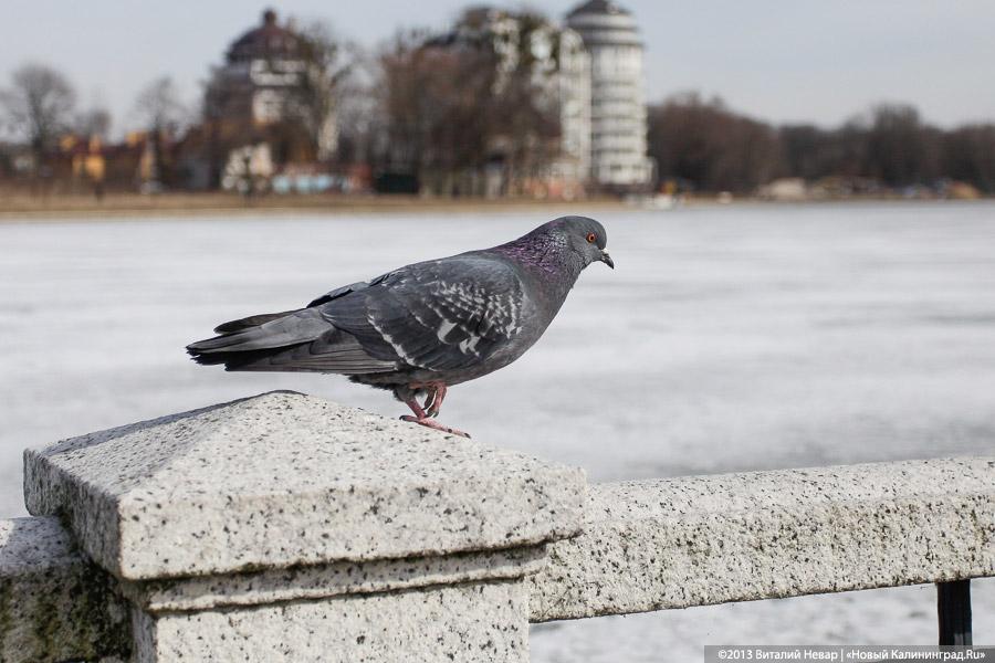 «Ярошук и Верхнее озеро»: как мэр города инспектировал провалы плитки