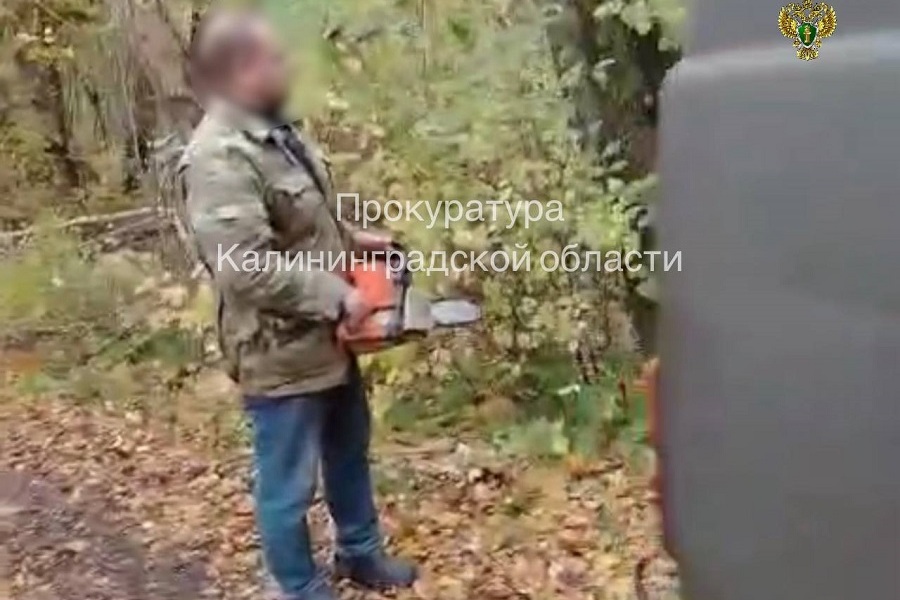 Жителя Балтийска суд отправил на принудительные работы за спиленную березу