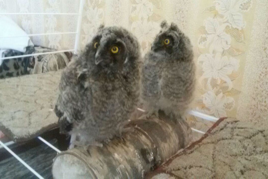 В Немане полицейский спас двух совят и забрал их домой (фото)