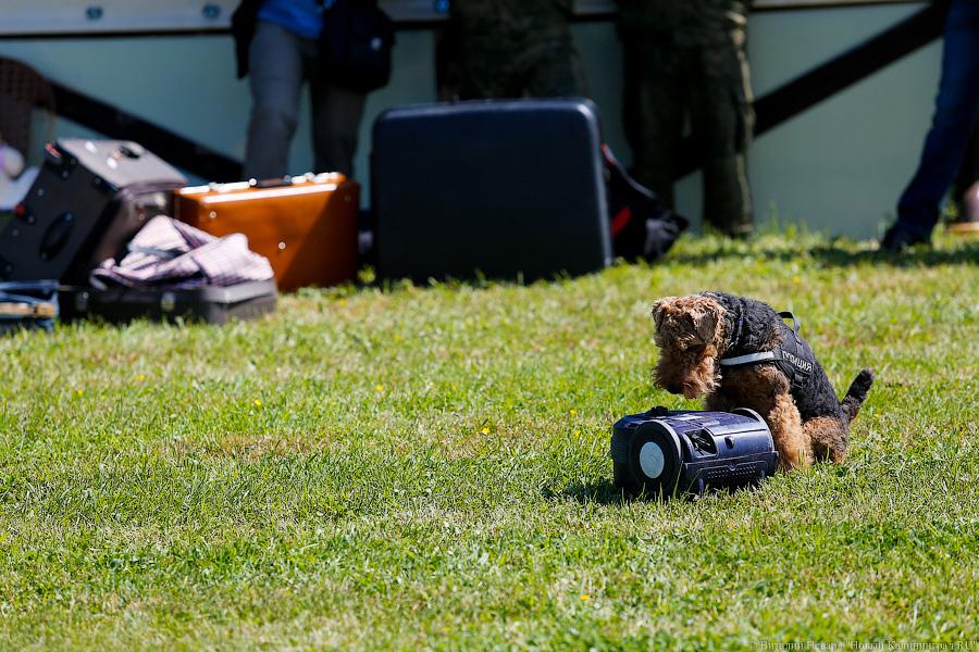 Пёс Барбос и наркокросс: под Калининградом прошли соревнования кинологов