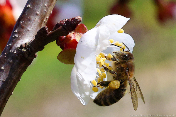 Незлобивость, препарирование и липовый мед: чему учат в Тимирязевке будущих пчеловодов