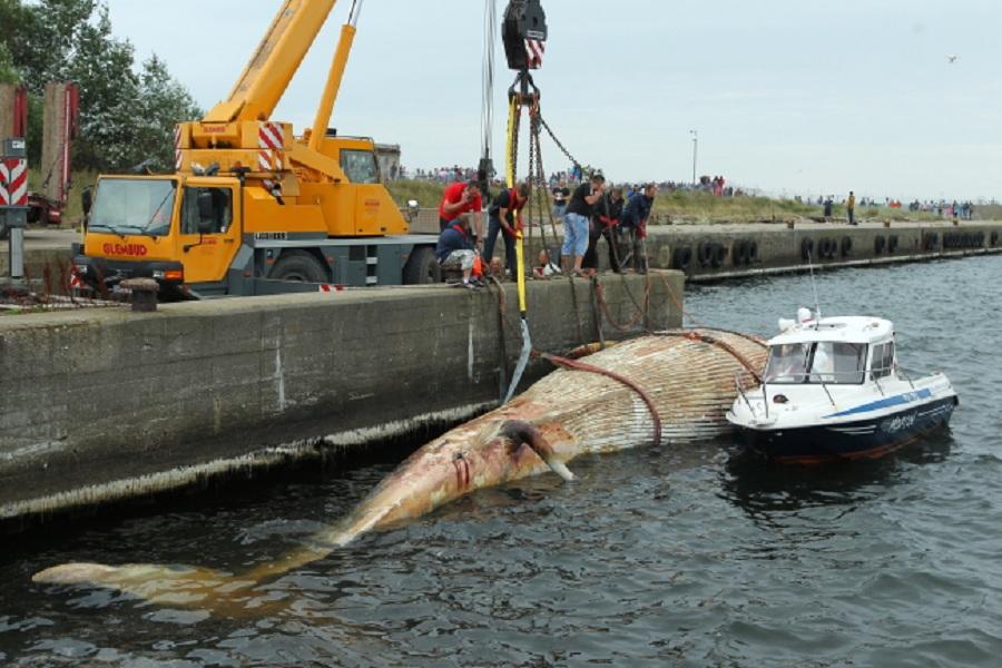 В Польше из моря вытащили и вскрыли тело 23-тонного кита (фото)