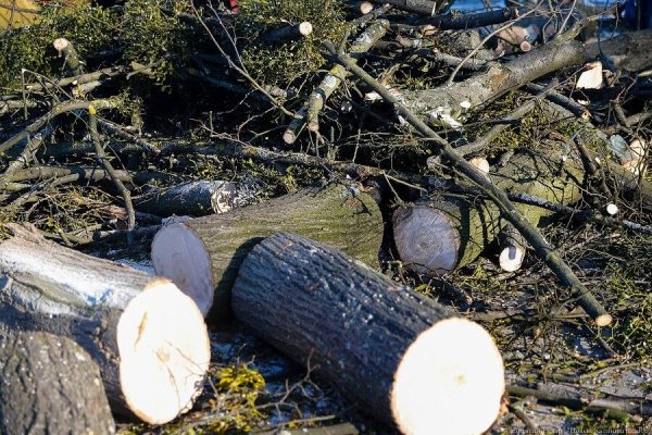 В Калининграде разрешили вырубку деревьев под девятиэтажки за ДС «Янтарный»