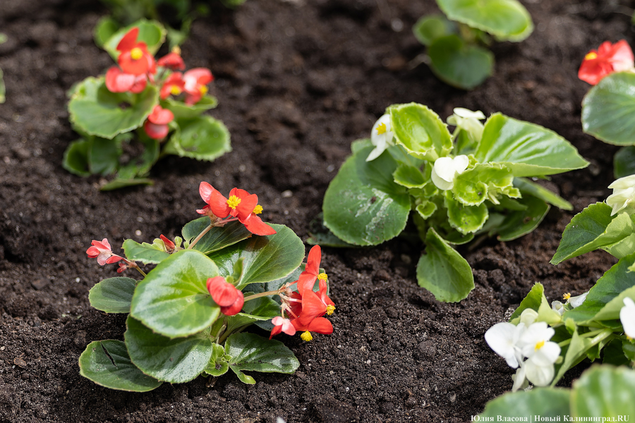 Вместо развалившихся: на улицу Баранова вернули вазоны-лавки за 12,5 млн рублей (фото)