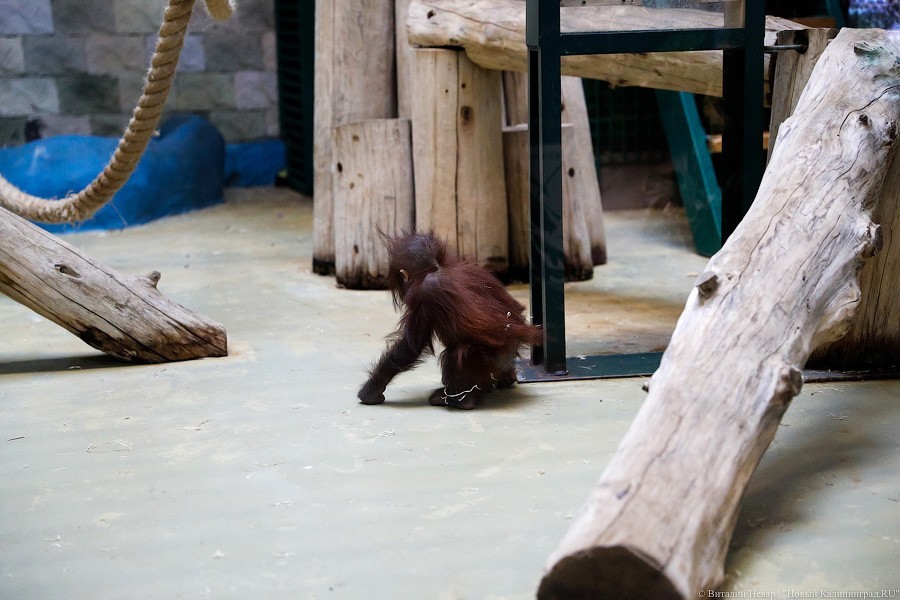 Калининградский зоопарк показал подросшего детёныша орангутана Оле (видео)