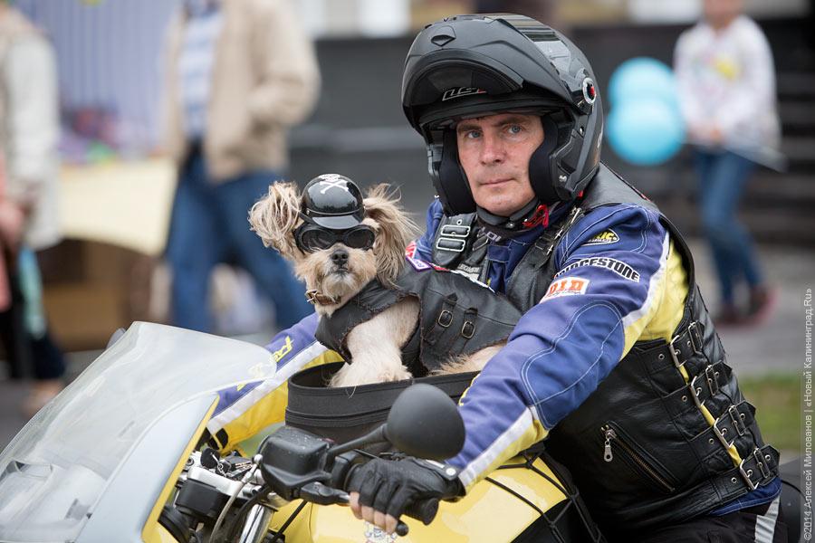 Не без Путина: шествие в честь Дня города в Калининграде